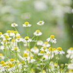 カモミールの写真